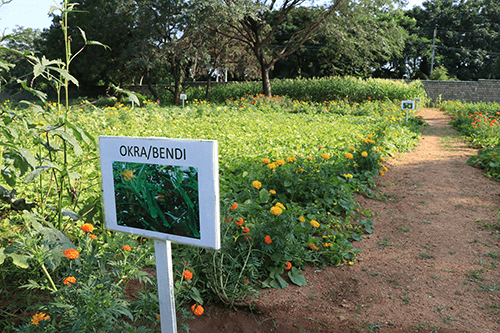 organic-farm-14-min